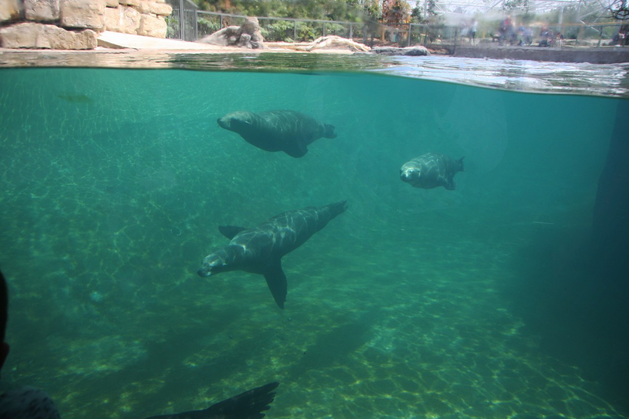 Underwater windows for Dublin Zoo seal habitat.